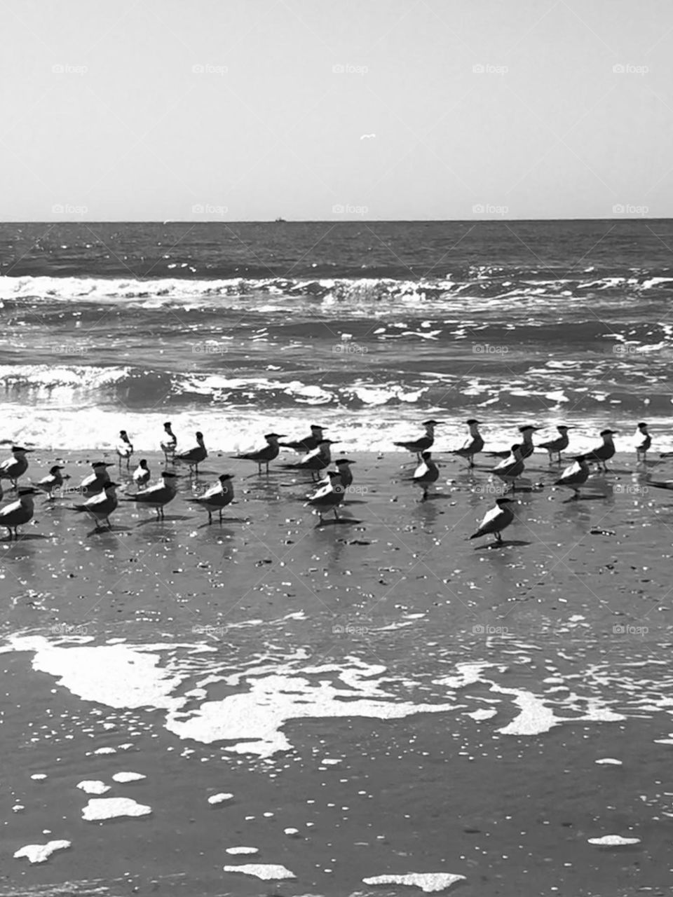 Multiverse. Black and white of Terns (aquatic birds) waiting for small fish on the shore line. 