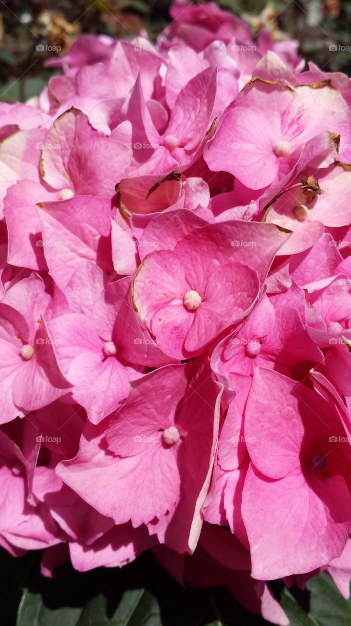 pink hydrangea. hydrangeas