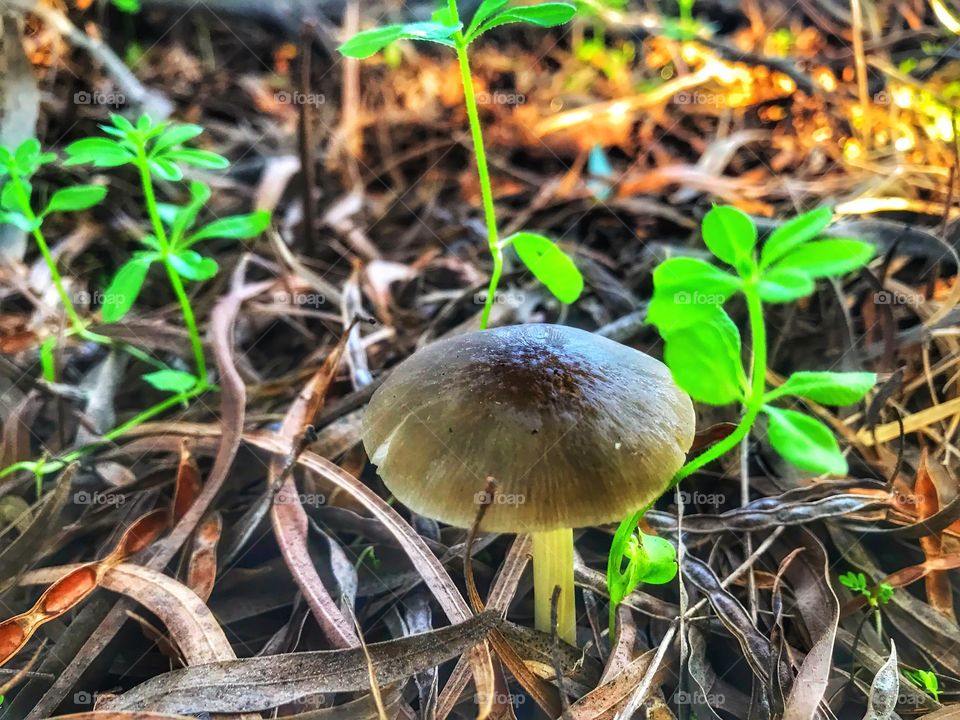 2018 mushroom.