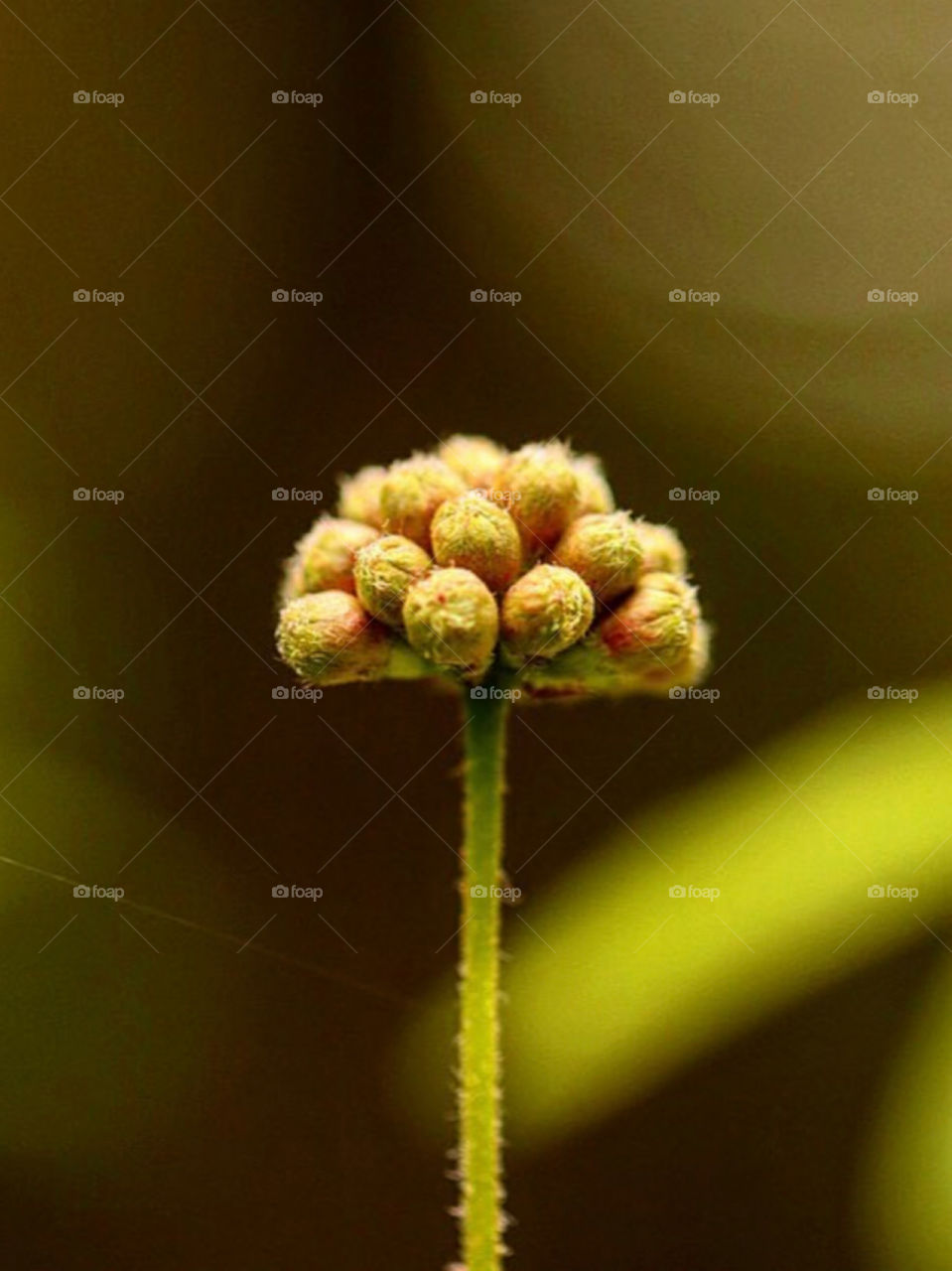 Brazilian nature flower 