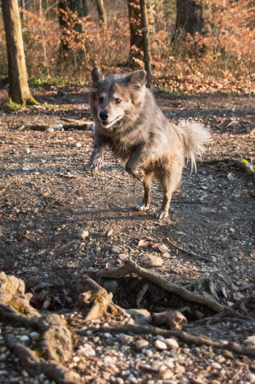 Leaping dog