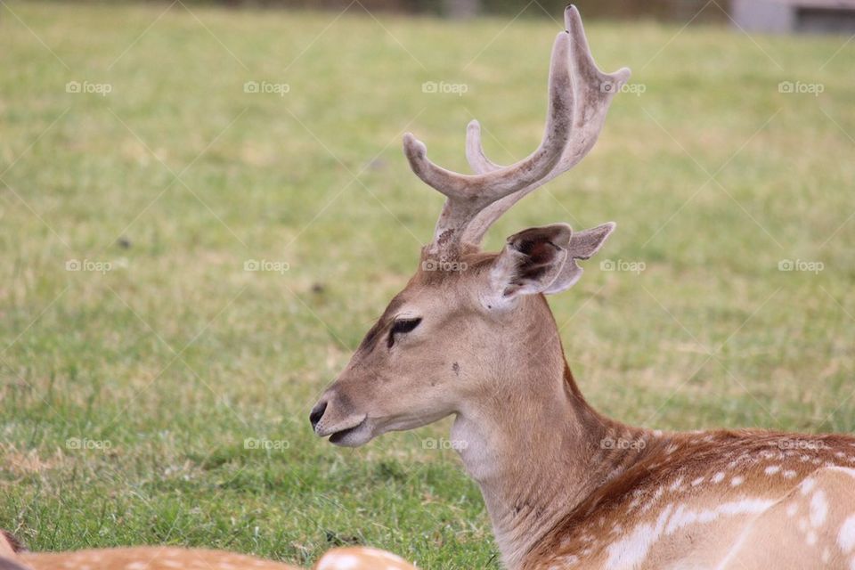 A day at the safari park