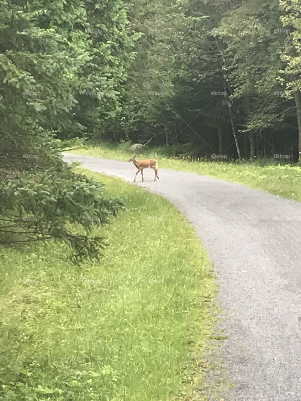 Sentier et chevreuil 