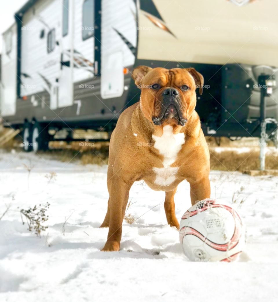 Big puppy hanging out with his soccer ball