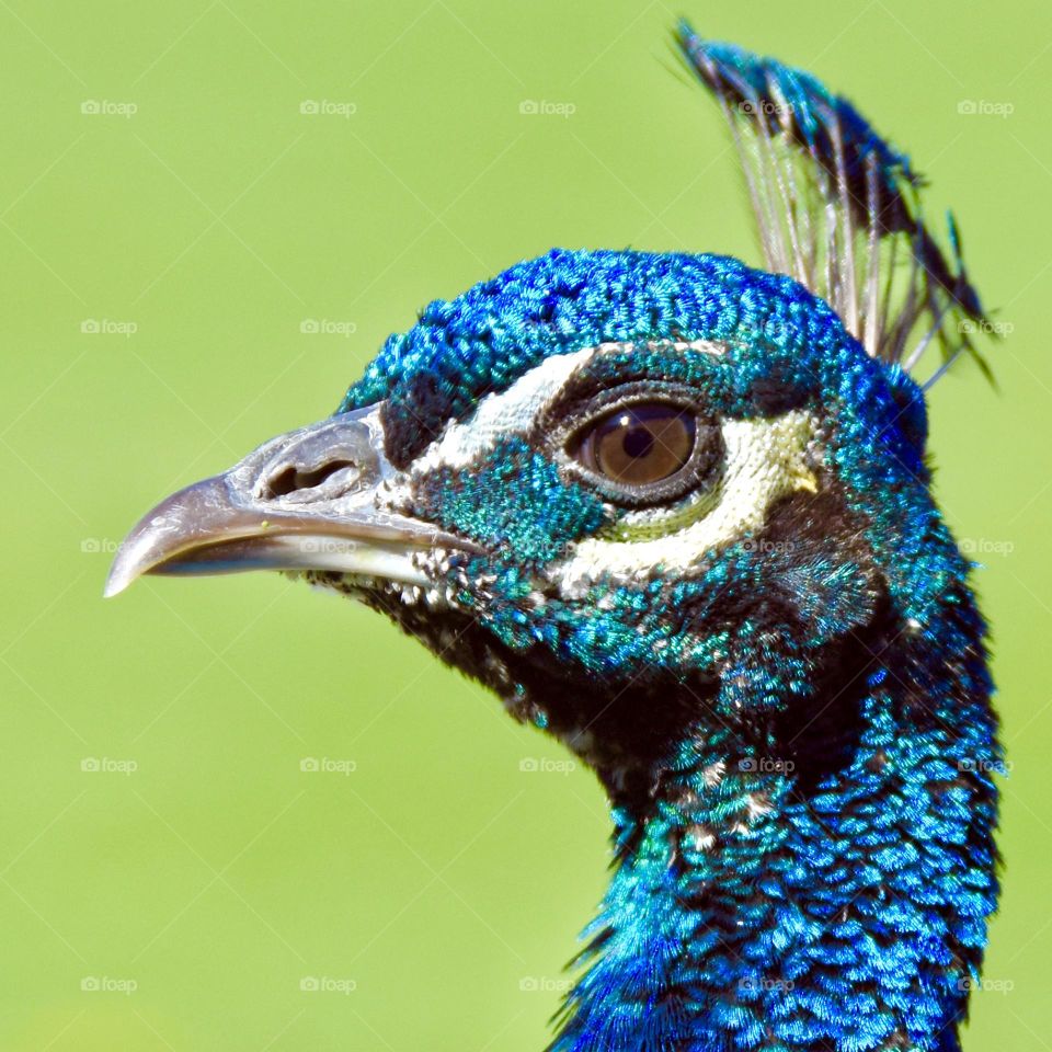 Peacock head closeup 