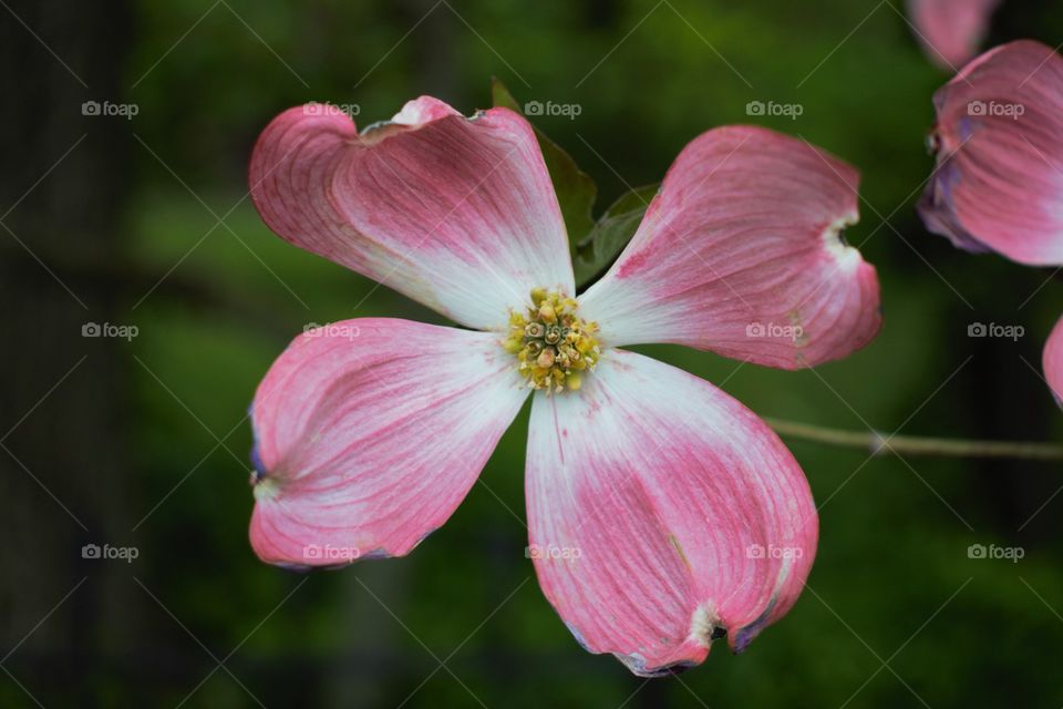 Blossom of pink flowers