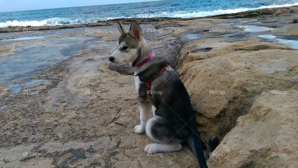 Husky / Malamute enjoying seaside