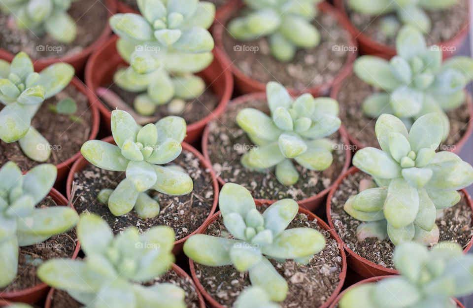 Succulent in Pots