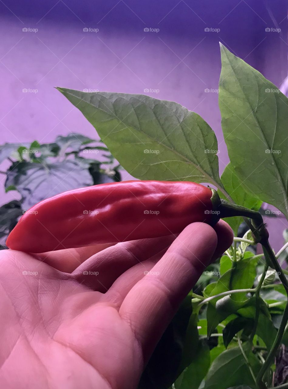 Aquaponic Pepper, Indoor Garden