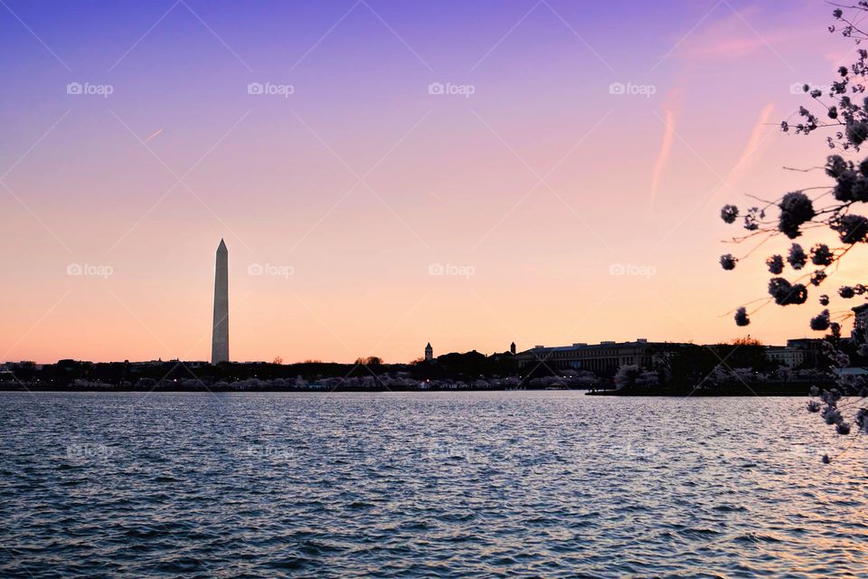 Washington Monument Cherry Blossom Festival