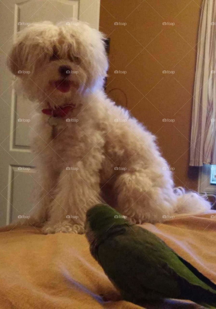 fur feathers friends