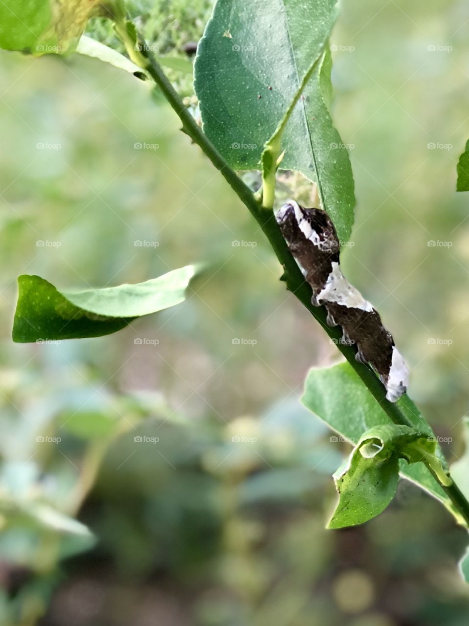 Swallowtail bitterly caterpiller