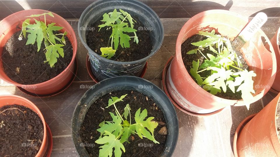 papaya seedlings