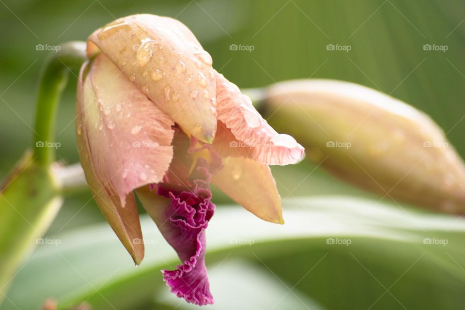 Orchid photography/Foto de orquídea.