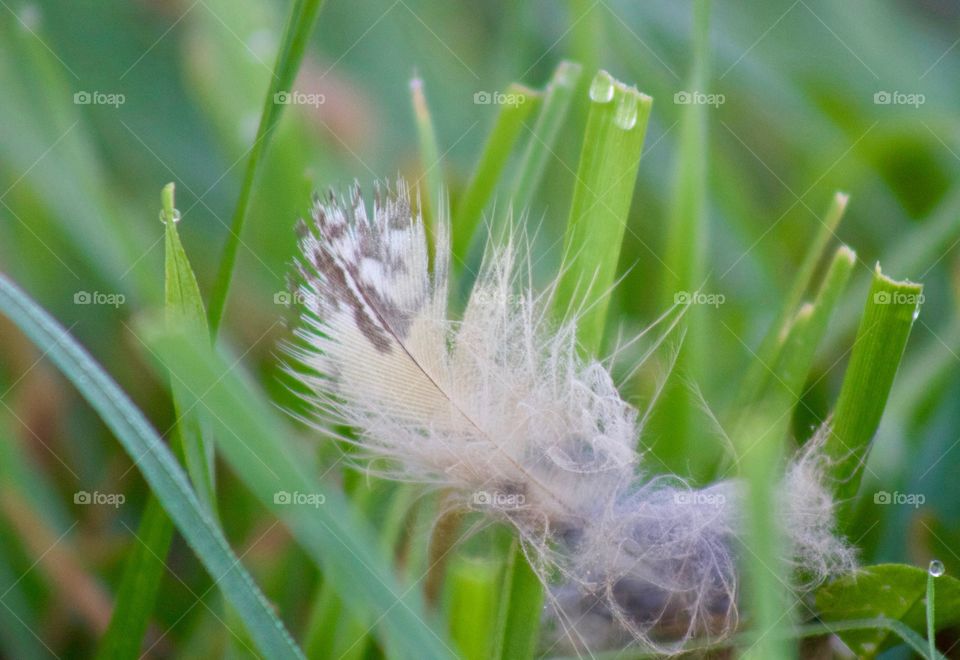 A tiny feather in the grass