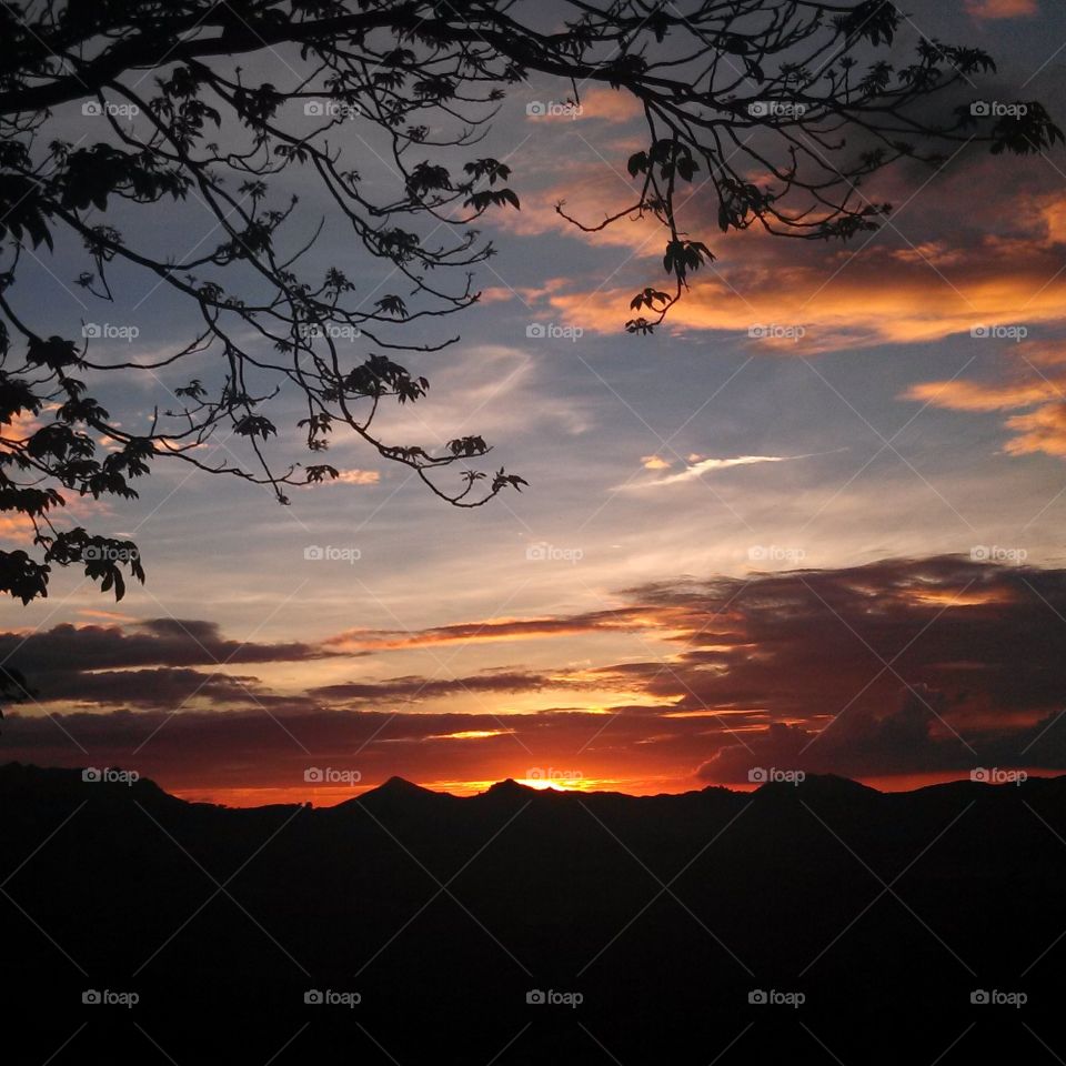 Tree branches and sunset