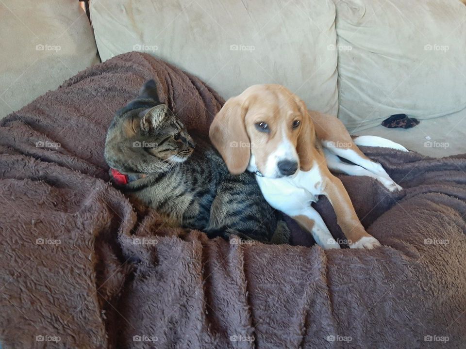 Cat and dog on the couch