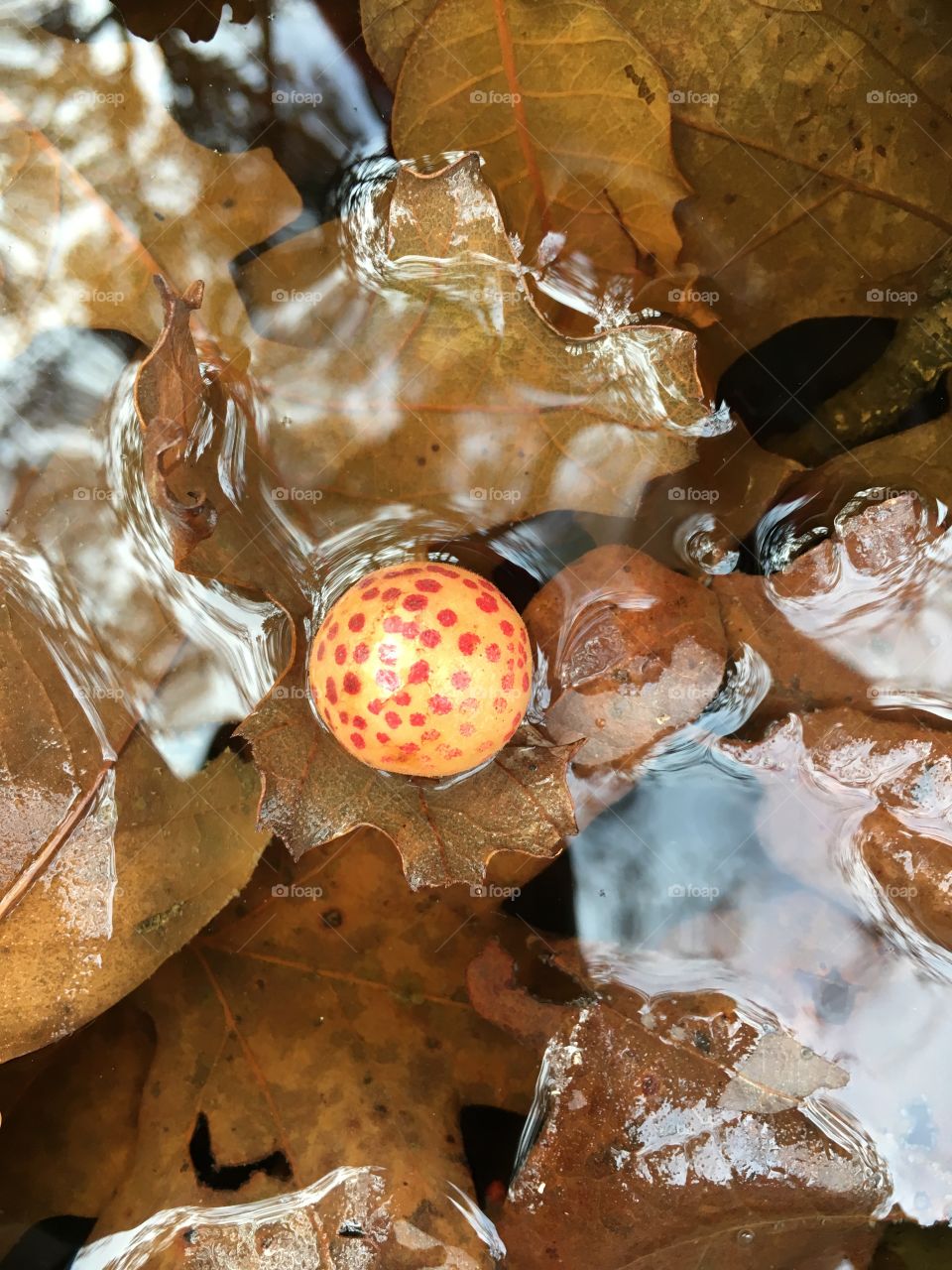 little spotted oak tree gall landed in a puddle