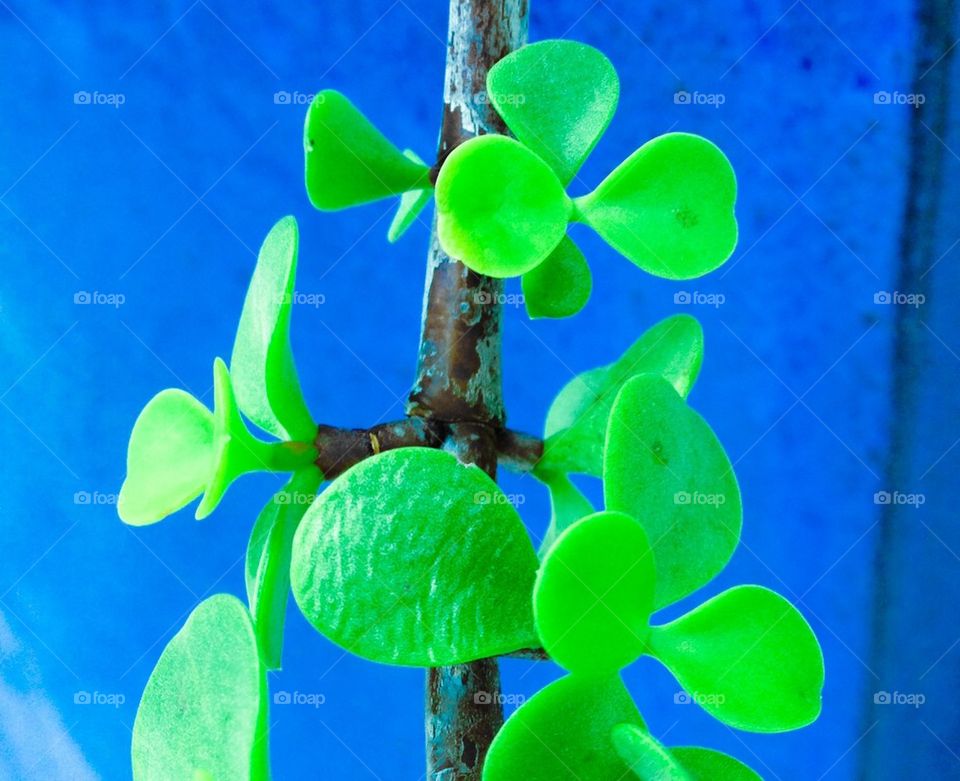 Jade tree bright