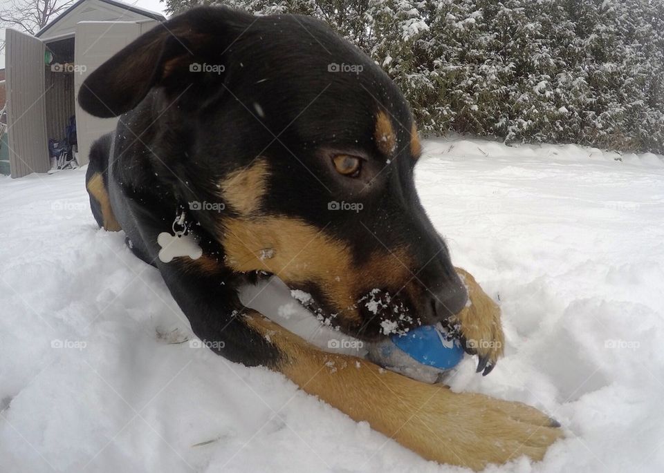 Jake in the snow 