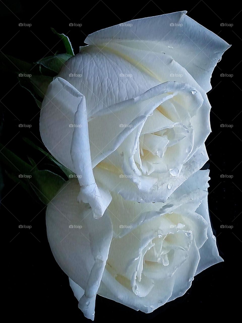 White color.  On the mirror surface of a black background lies a white rose.  Water droplets on rose petals