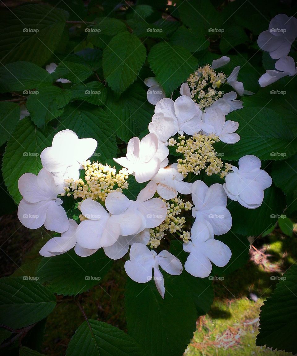 Hydrangeas