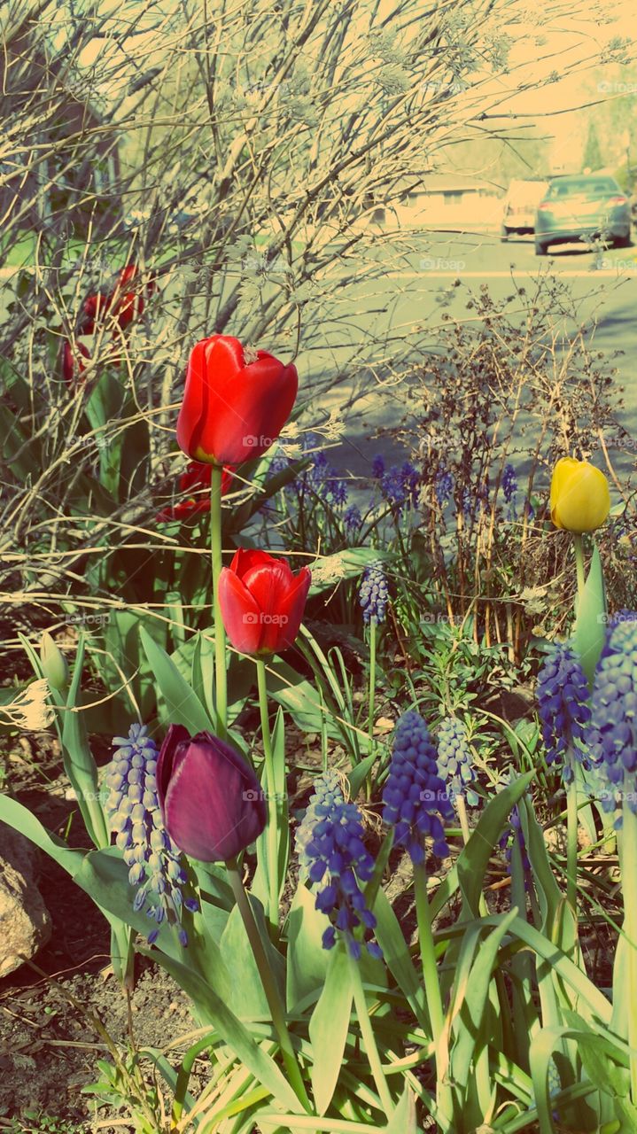 beauty in  spring