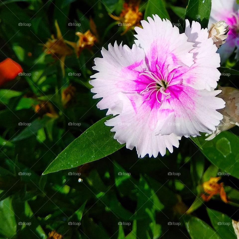 beautiful multicolor flower