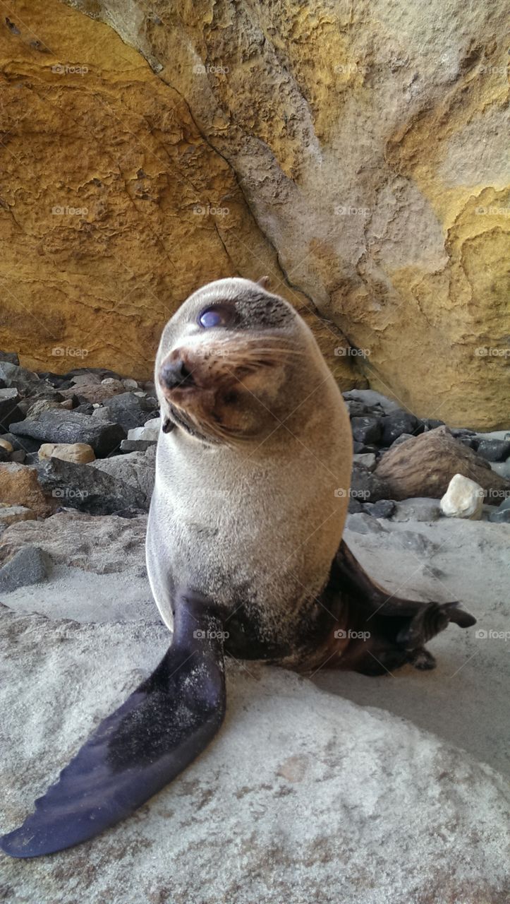 what a cute baby. i went to the beach in the southisland in new zealand and met him