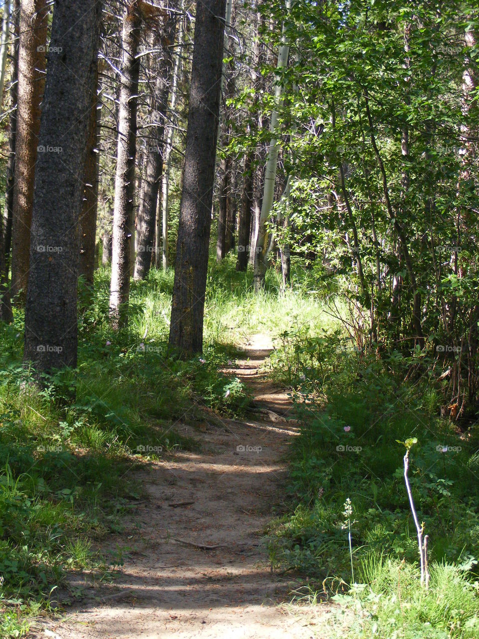 Path through the trees
