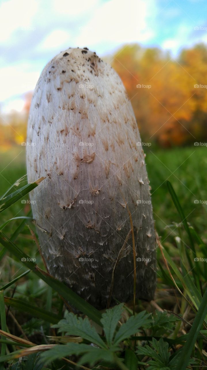 Autumn mushroom in the grass