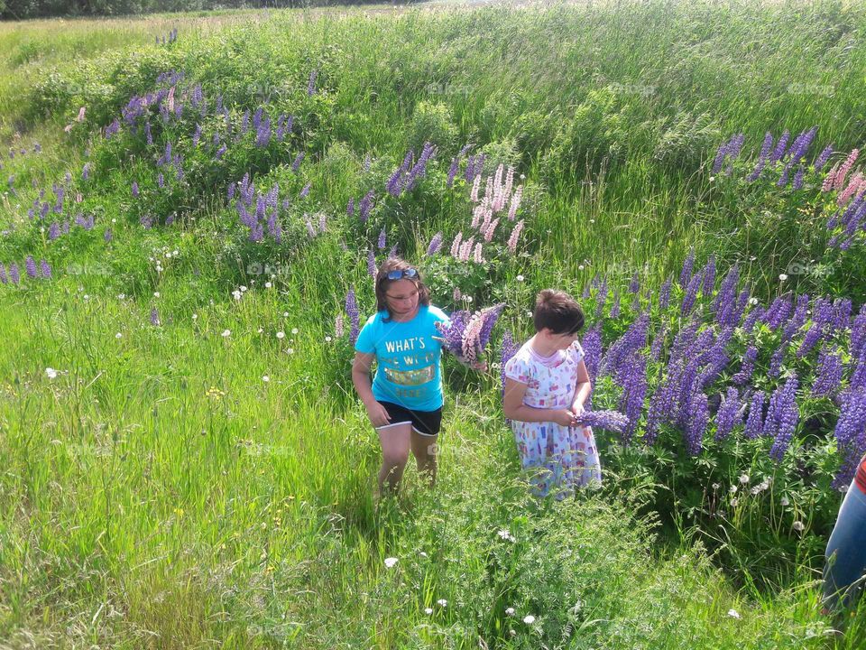 Wild Lupines and girls!