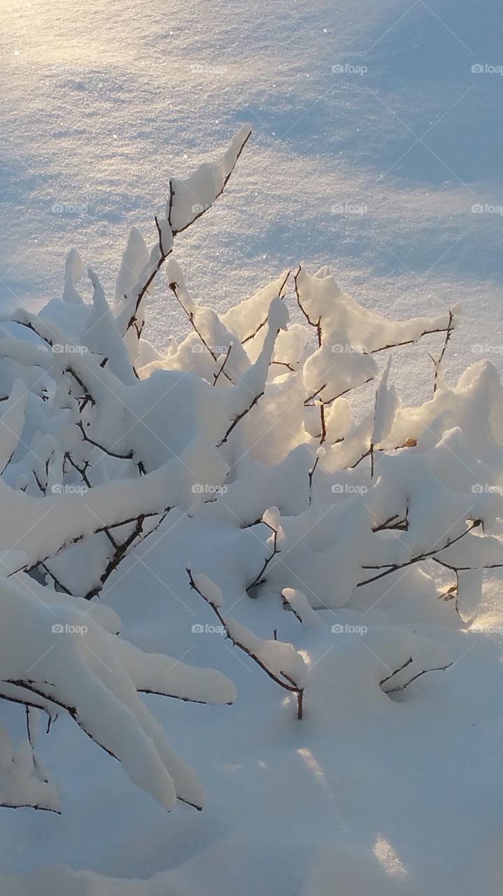 snowy bush. February 2015 snow storm
