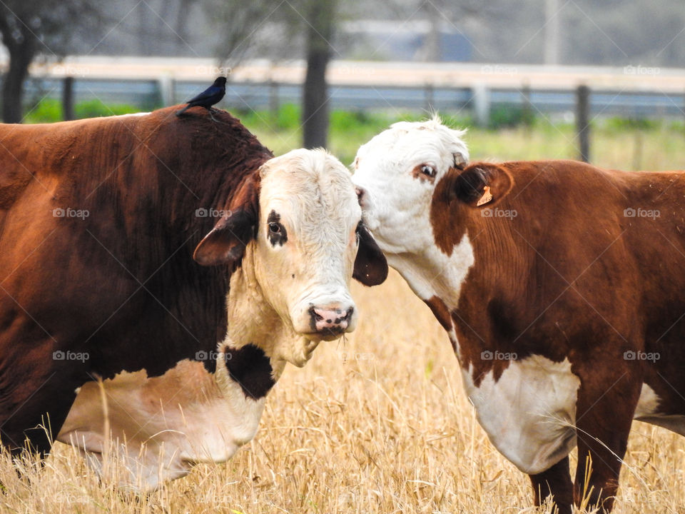 Licking cows