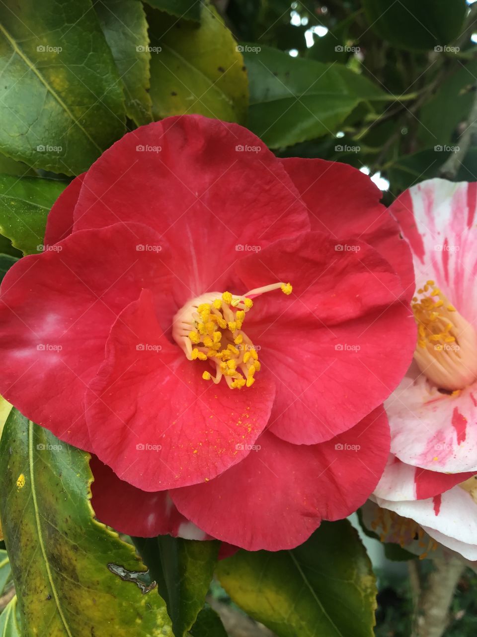 Camellia