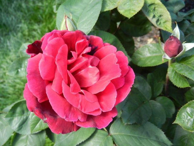Red rose
