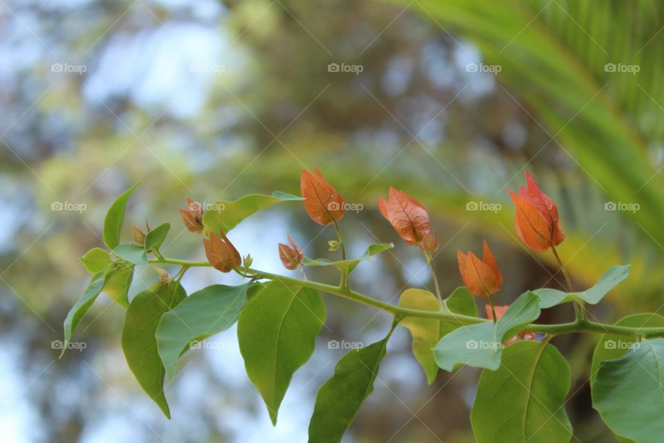 orange leaves