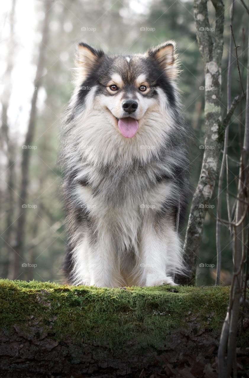 Portrait of a young Finnish Lapphund dog outdoors 