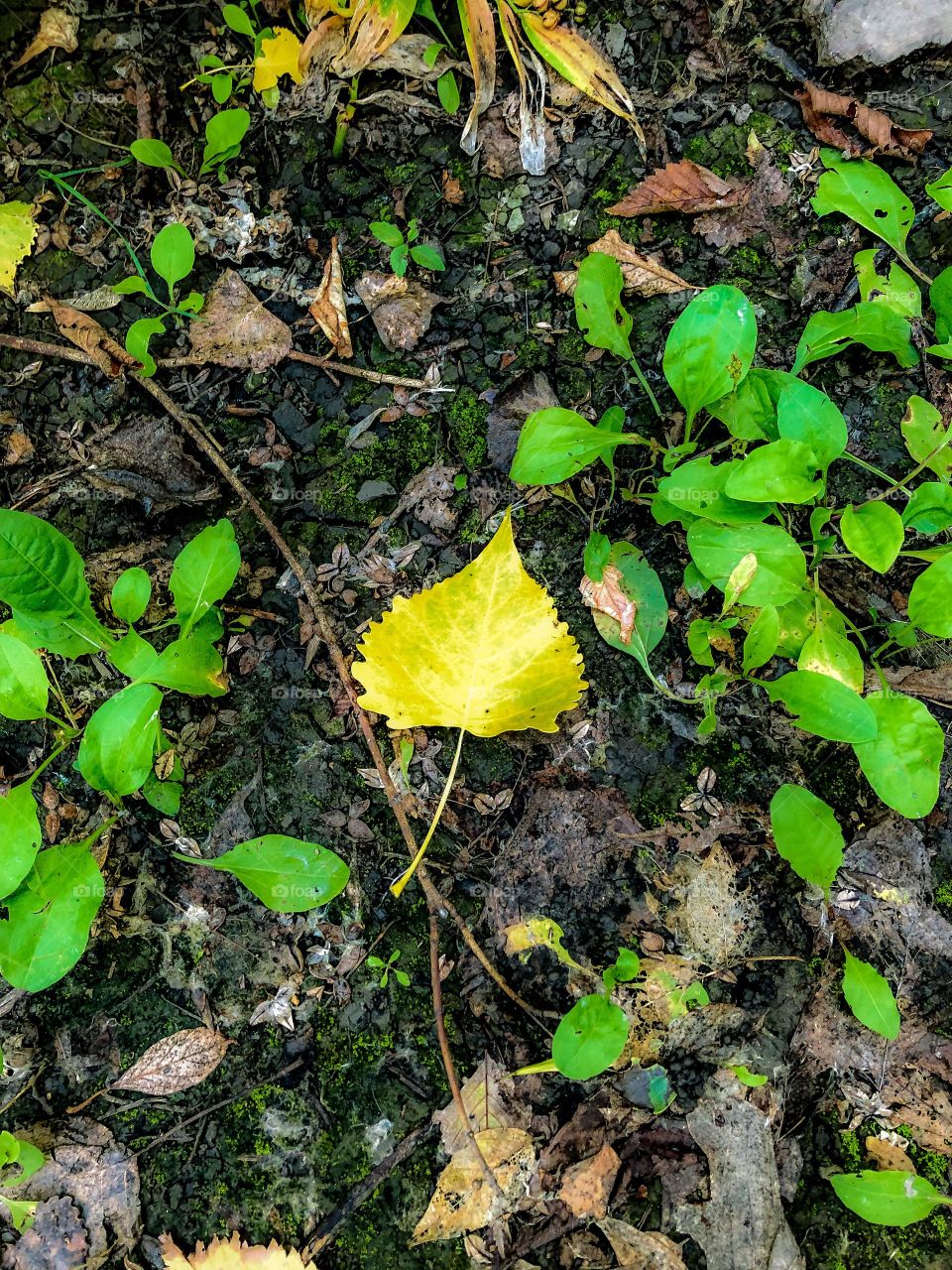 The first signs of autumn 