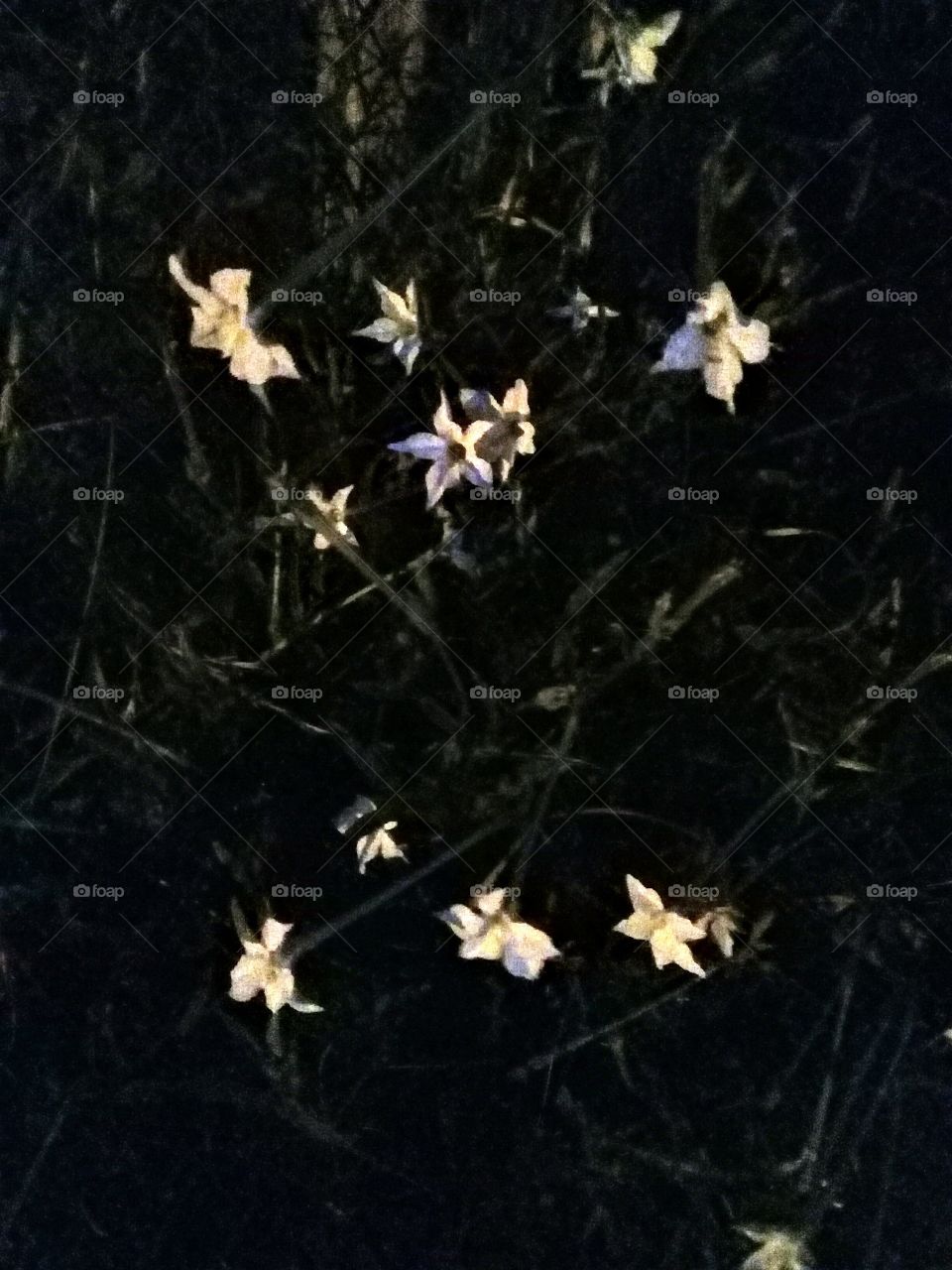 imagen de flores silvestres fotografiadas en un camino a una hora todavía oscura de madrugada.