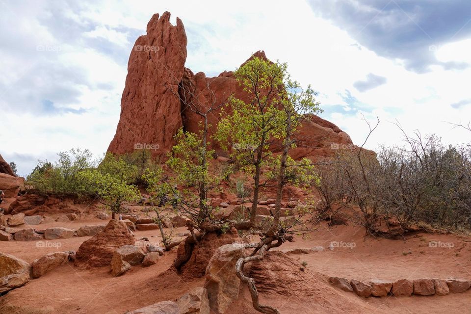 A tree grows in a harsh environment at the Garden of the Gods in Colorado