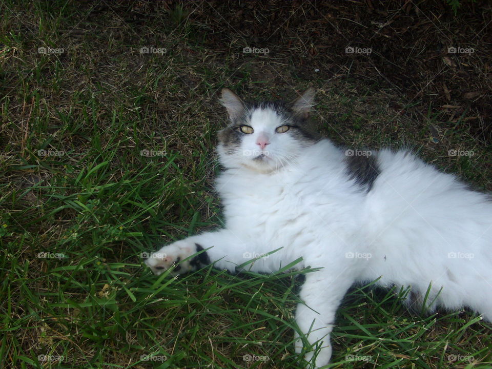 Cat, Mammal, Grass, Cute, Kitten