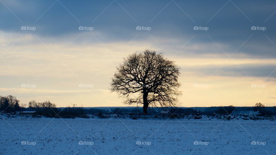 Lonely tree