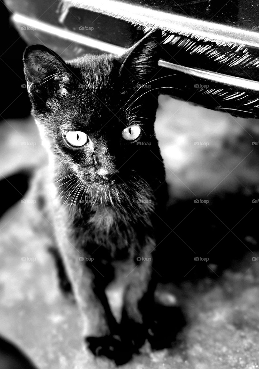 Bombay Cat