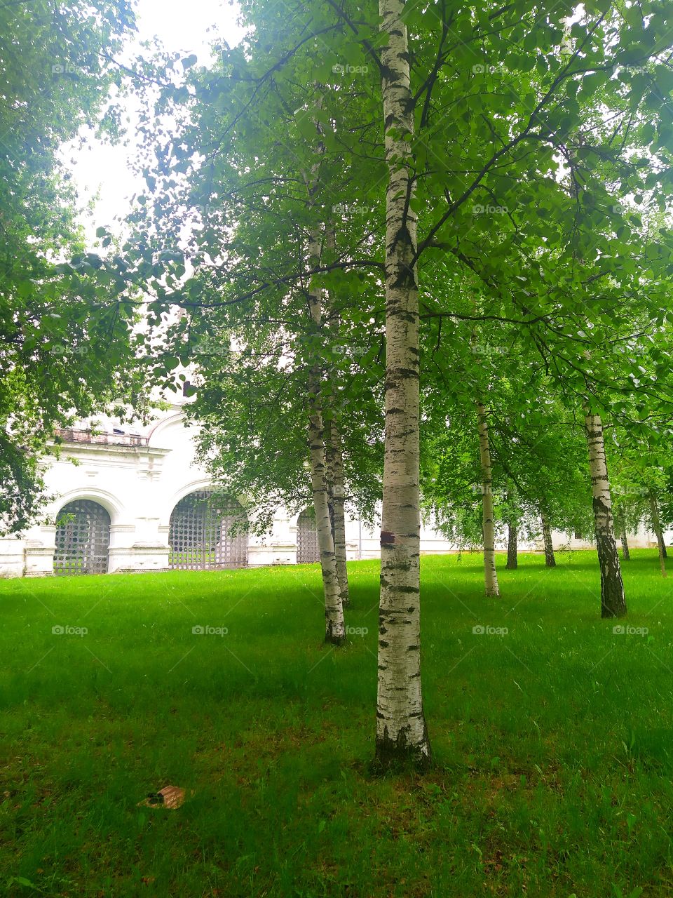 Birches and white walls of the fortress