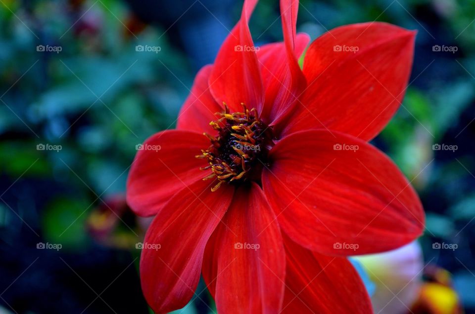 Close-up of red flower