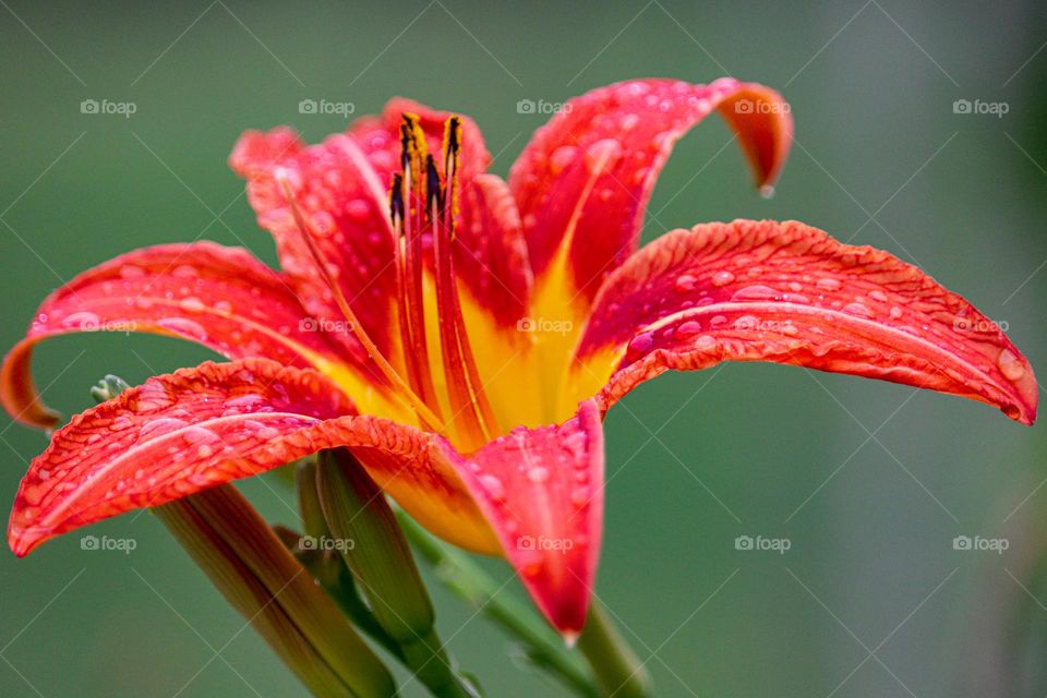 Flower at the raining