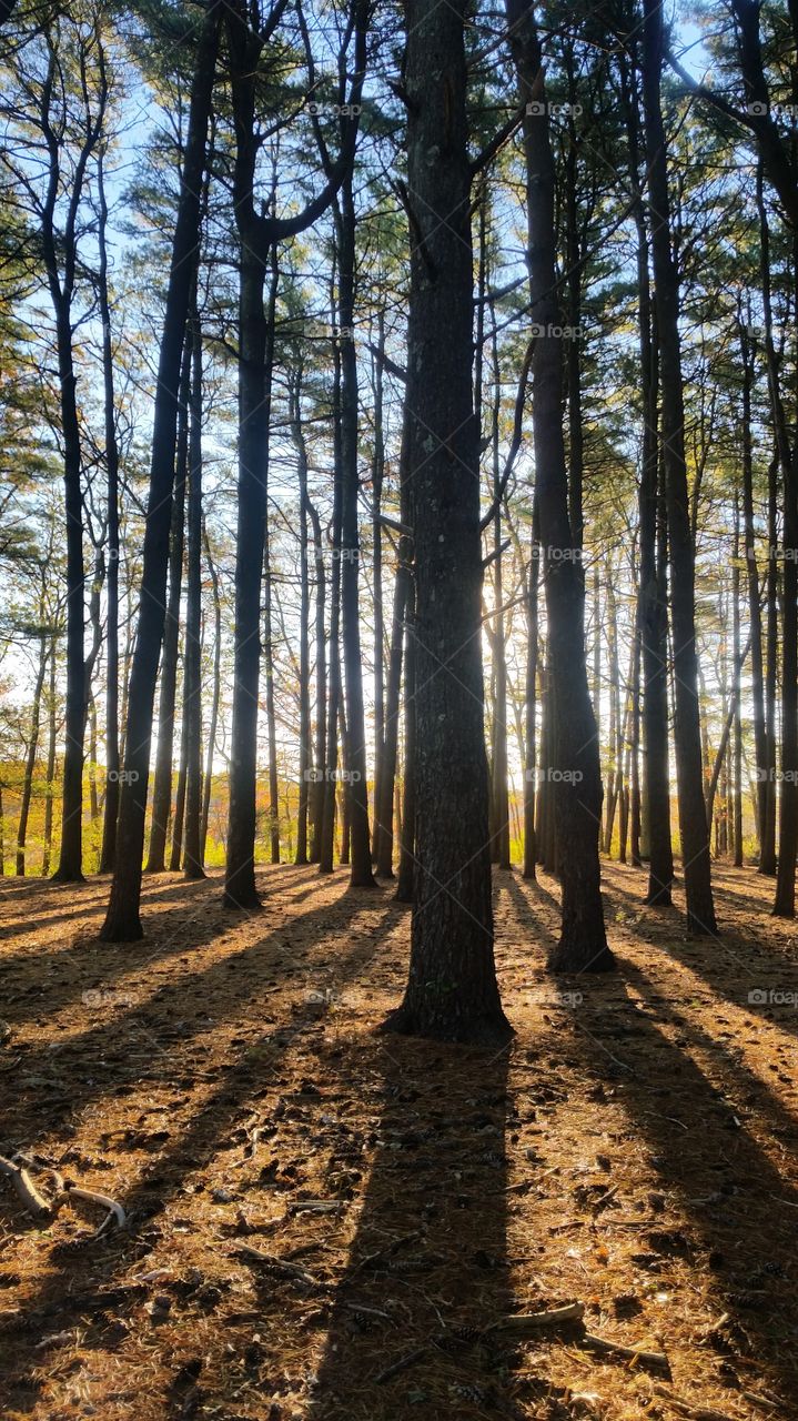 Wood, Tree, Landscape, Nature, No Person