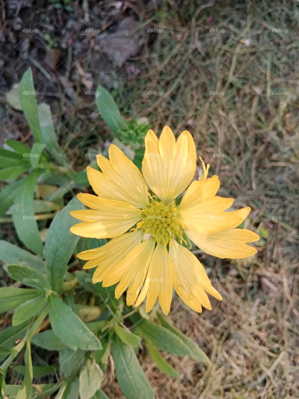 flower