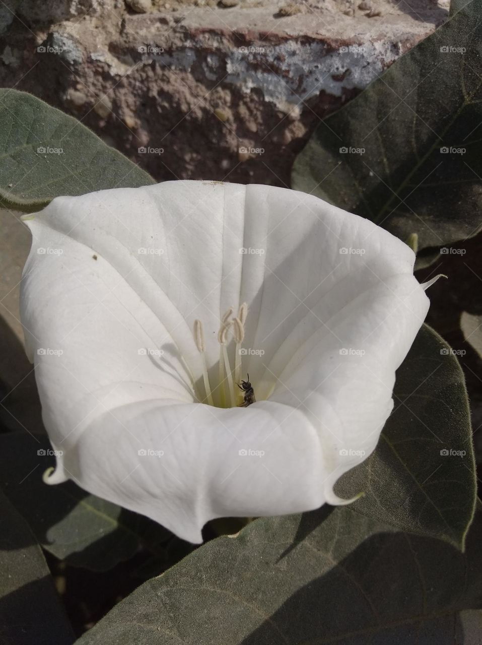 the Datura Flower white in colour looks very beautiful generally found everywhere fresh seasonal very poisonous species